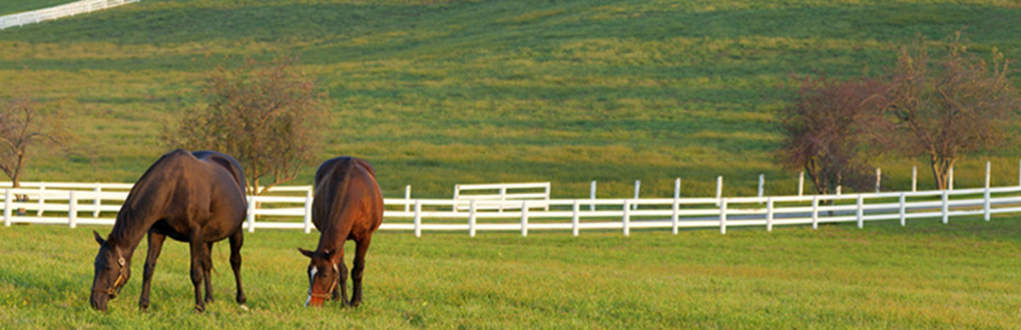 Horse on Farm